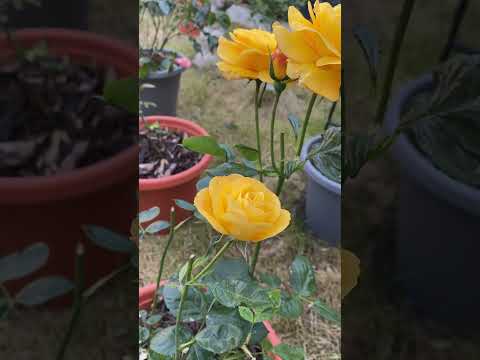 Rose Arthur Bell