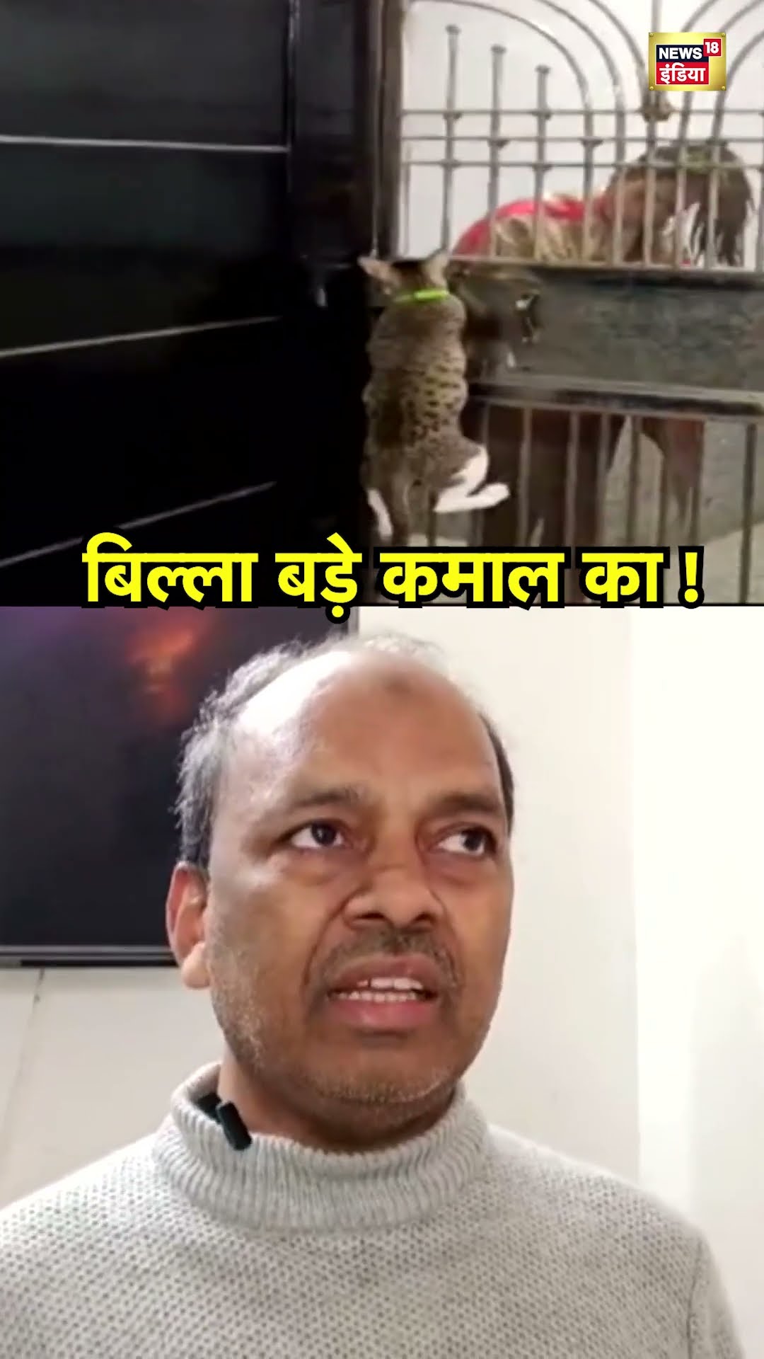 Uttar Pradesh के Ghaziabad में दरवाजा खोलने वाला बिल्ला हुआ Viral | Hindi News | N18S