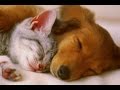 Pet therapy  sleep music w binaural beats for dogs  cats  sleep disorders  2 hours