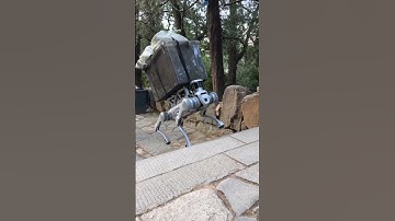 Chú chó robot diệu kỳ mang vác đồ nặng hơn chục kg