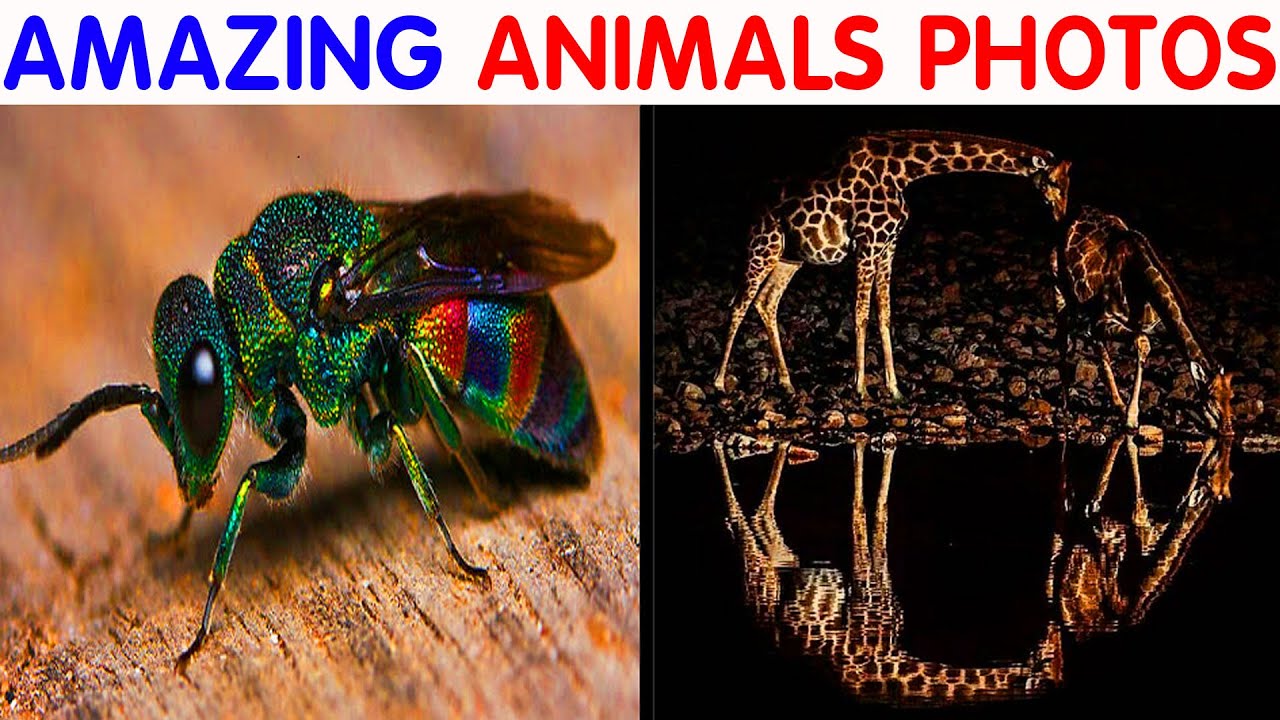 What Makes Animals So Cute What Makes Animals So Cute