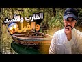 قصة تحطّم القارب ومعجزة الفيل والأسد ! قصة غريييبة😱