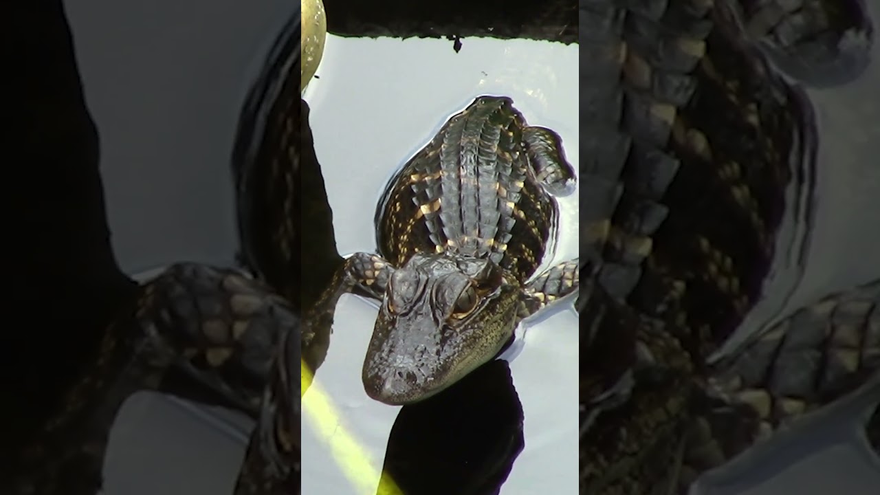 Baby Gators are So Cute 