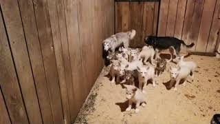 Wolf dog puppies for sale