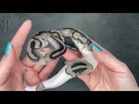 VPI Axanthic Piebald Ball Python - SOLD