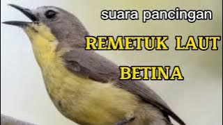 SUARA PANCINGAN BURUNG REMETUK LAUT BETINA MEMANGGIL JANTAN