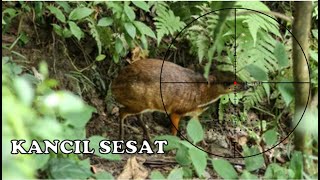 Kalau Rezeki Takkan Kemana Lagi Nyanggong Burung Krucuk Ketemu Kancil