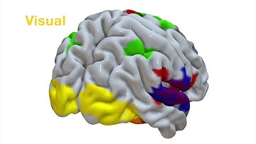 A few of the major functional networks of the human brain.
