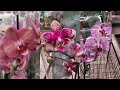Обзор орхидей в магазине АШАН метро Красносельская