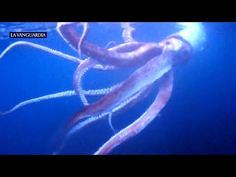 Video: Calamar colosal: descripción, tamaño, foto