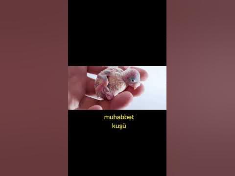 kuslarin bebeklik fotoları - YouTube