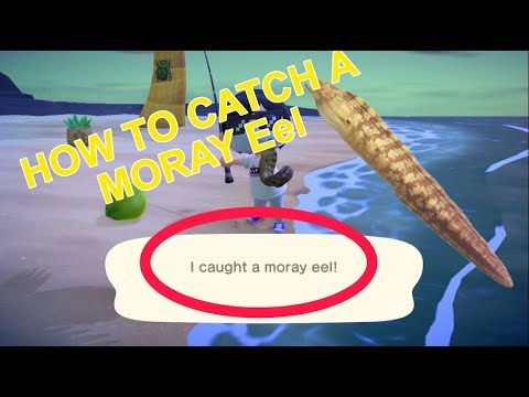 How To Catch A Moray Eel In Acnh Youtube