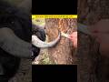 ऐसे ANIMAL जिनके पास है SIKAR करने की गजब तरकीब #shorts