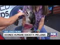 Four Legged Friends: Melanie