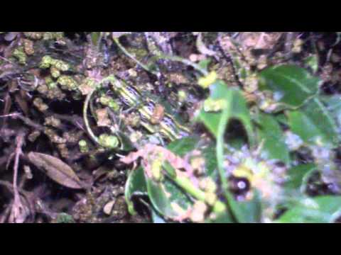 მატლი რომელმაც ბზას ფოთლები არ შეარჩინა.