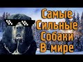 ТОП 10 - Самые сильные собаки в мире