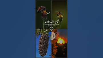 ارح سمعك 🎧 🤍🌿 - اكتب - شيء - تؤجر - عليه# القارئ خالد الجليل 🌿