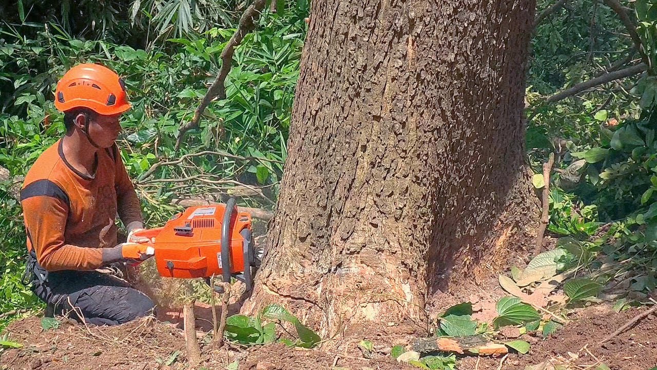 Превосходно! Какое мастерство — срубить два высоких, разветвленных дождевых дерева!