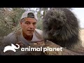 2 Divertidos encuentros en el desierto de California | Wild Frank | Animal Planet