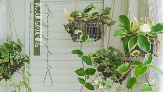 행잉플랜트, 길게 자란 아이비, 월동준비, A well-grown plant, Recycle, Replant plants, Hanging Plant