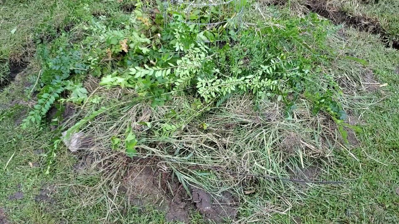 Building a Fruit Tree Mound for Wet Soil and Creating Own Root Fruit