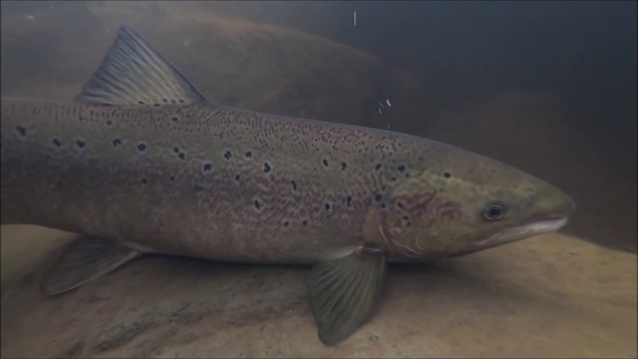 Atlantic salmon bite YouTube