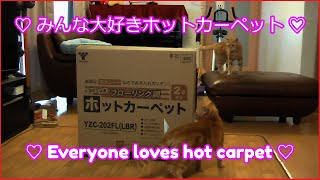 ♡ みんな大好きホットカーペット ♡ Everyone loves hot carpet ♡