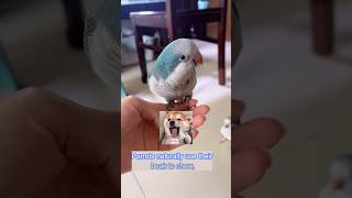 5 Easy Tips to Bond With Your Parrot 🦜| #shorts #lovebirds