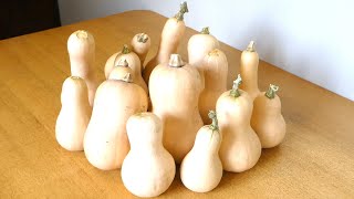 カボチャ レシピ　カボチャマフィン　　Pumpkin recipe pumpkin muffin