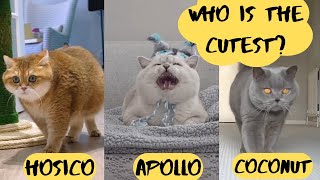 Cutest Chubby Cats Of YouTube Competition