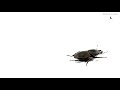 Видео для детей - Детские песни - Животные для детей  -  Жил на свете добрый жук