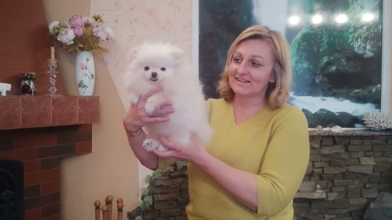 Супер малышка,просто звезда💥 Девочка Камея🥰 Продажа доставка по миру+79788972514