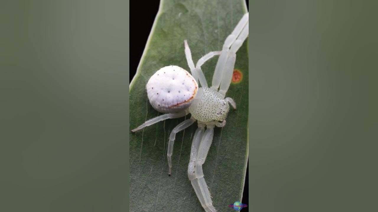 Massuria min, the Newly Discovered Crab Spider of China - YouTube