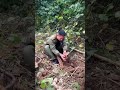 traditional way for young farmers to harvest wild yams in the forest #shorts