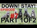 episode 7 dog puppy training the down stay obedience fundamentals pit bull trained