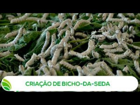Vídeo: Que folhas os bichos-da-seda comem?