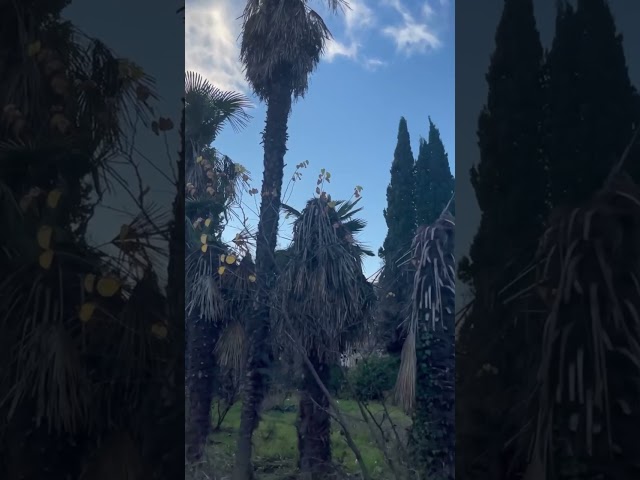 В Ялте появилось «кладбище пальм»