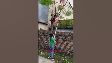 TUYỆT VỜI VỚI KÉO THÔNG MINH CẮT TỈA CÀNH TRÊN CAO
