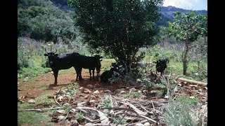 Rota Cattle Farming & Ken Jones, NMI, Micronesia 1968 by KPV Collection 1,330 views 1 year ago 7 minutes, 29 seconds