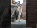 椅子の上のキョロキョロ猫😺 - Cats on a chair - #shorts #cat