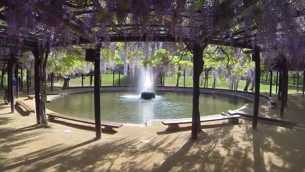 中止 白井大町藤公園 兵庫 年藤まつり 見頃情報 Amatavi