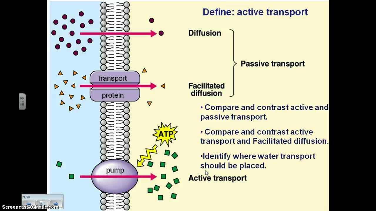 Active Transport YouTube