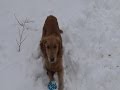 Dog confused by squeaky toy