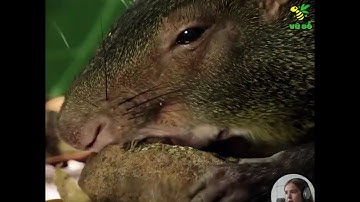 THẾ GIỚI ĐỘNG VẬT : LOÀI CHUỘT THỎ THẢO NGUYÊN