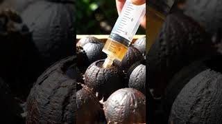 This is how you fill a bee feeder with a syringe. #Beekeeping