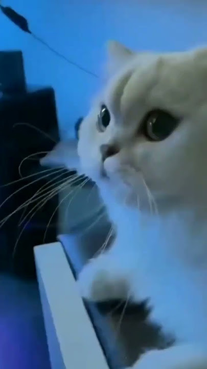 Party abisin uang babu 💥🎉 #fypシ゚viral #shortvideo #fypシ #kucingimut #kucing #british #oyen #animals