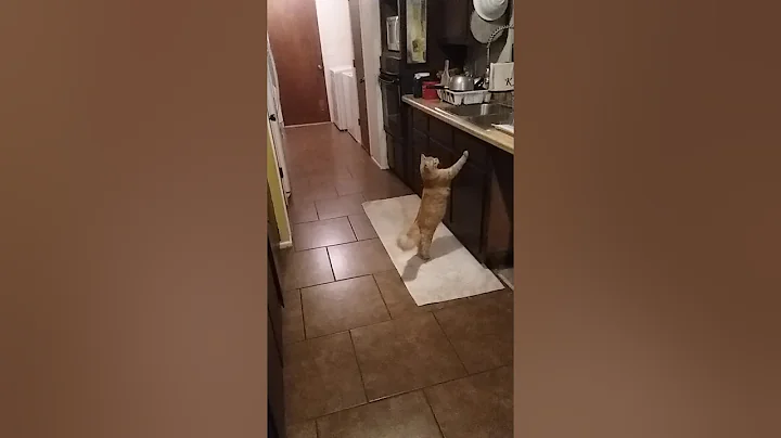 Nugget the Cat fetching (aka the Nugster)