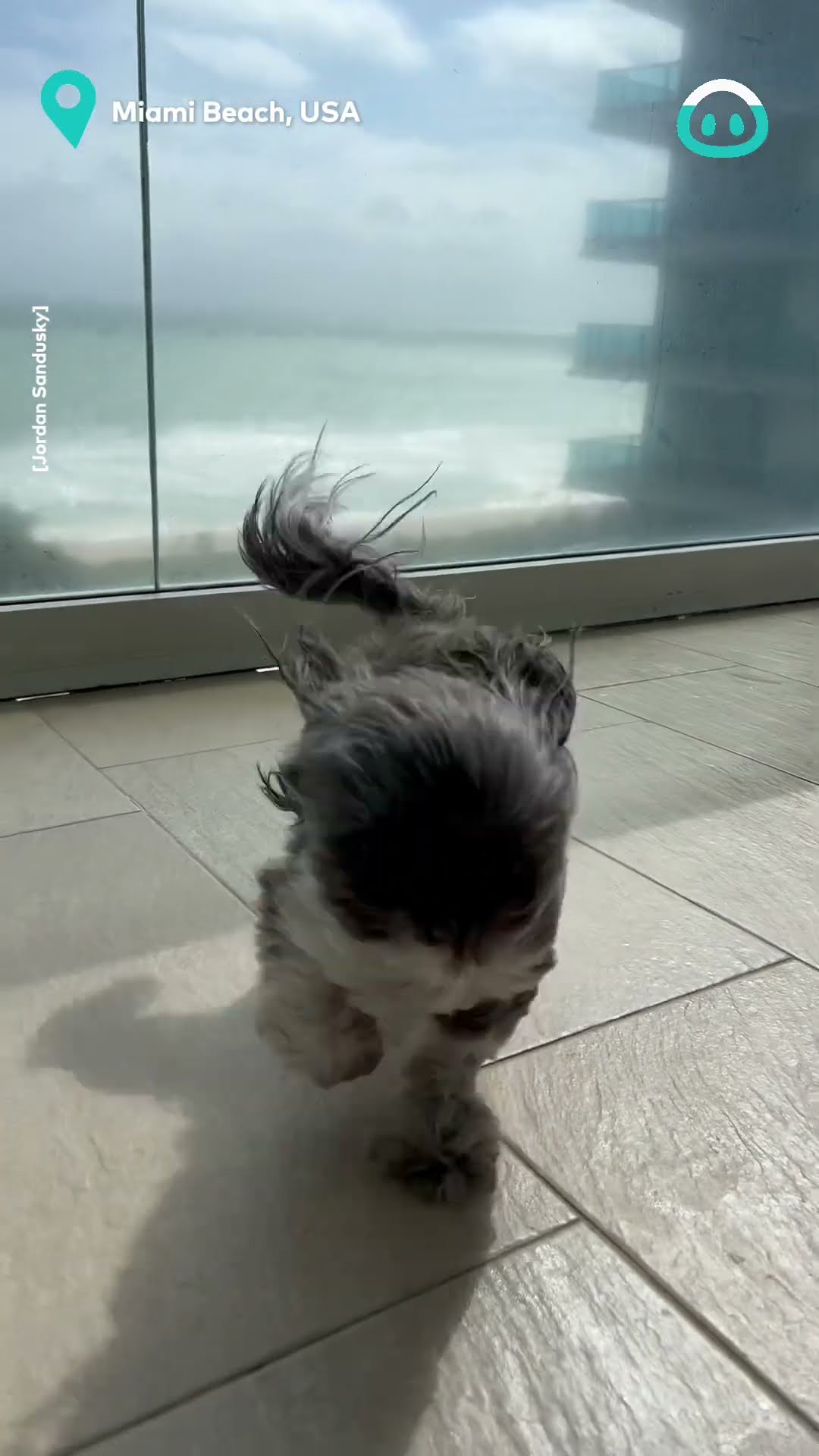 This Doggo Loves A Breeze || ViralHog