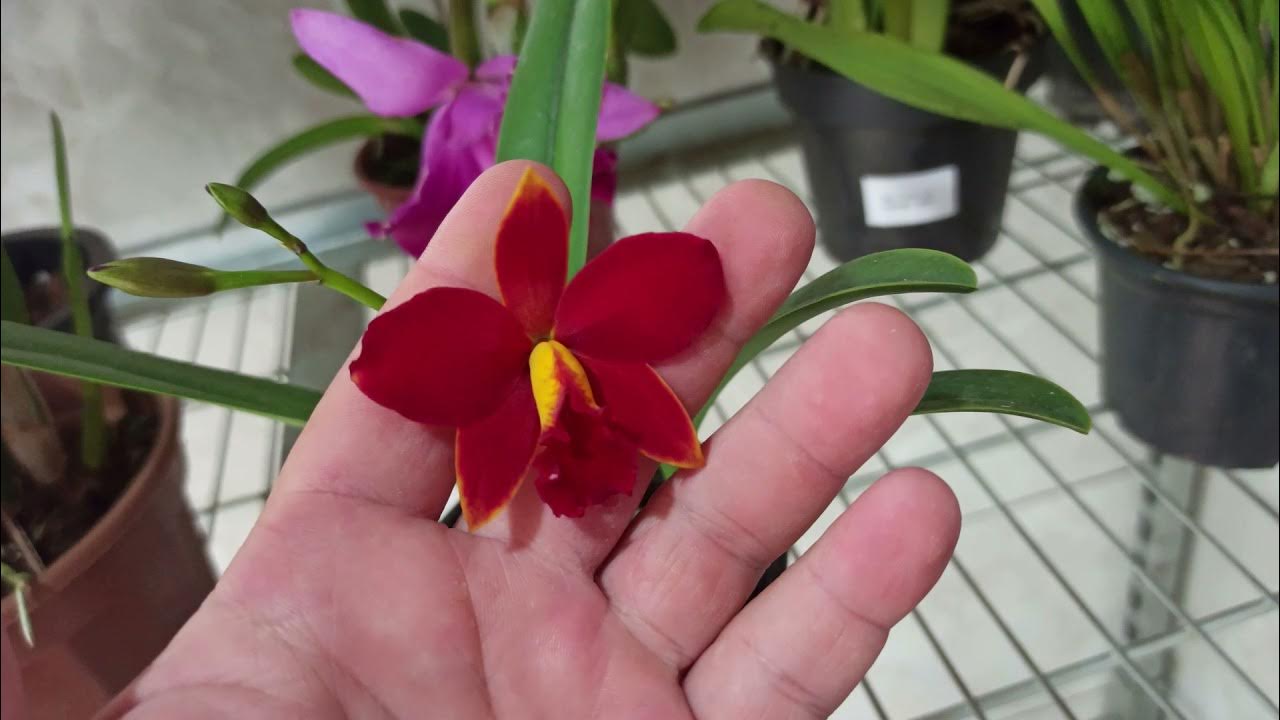 QUEM AI GOSTA DE MINI ORQUÍDEA DE COR BEM VERMELHA? OLHA SÓ ESSA QUE LINDA!  - thptnganamst.edu.vn