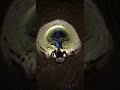 Micro Camera on a Mother Wolf Spider Enters Hidden Burrow  Real POV Wildlife 🕷️ #wildlife #insects